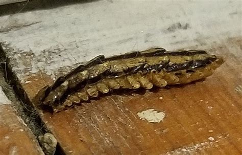 We do apologize for the inconvenience. house centipede - PEST CONTROL CANADA