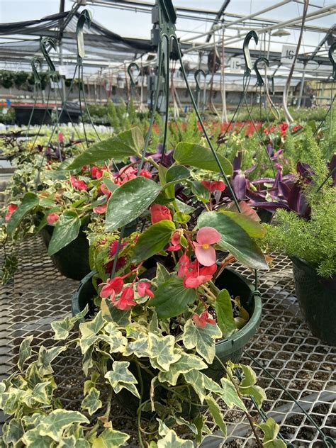 Hanging Basket Shade Pink Dragon Wing Begonia Wizard Rose Coleus