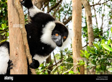 Black And White Ruffed Lemur Lemur Island Andasibe Madagascar Stock