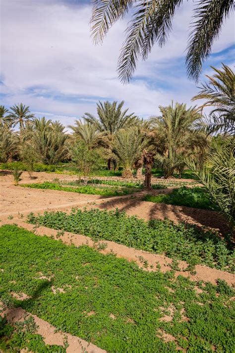 A Typical African Oasis In A Sahara Desert Morocco Ecological