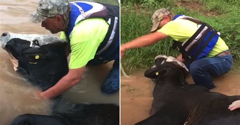 The variables behind how teams, drivers, and sanctioning bodies like indycar, nascar, and f1 make their money aren't only wildly complex, but the business of racing is unique in another major way: Drowning Cow's Aching Muscles Finally Give Up, But Farmers ...