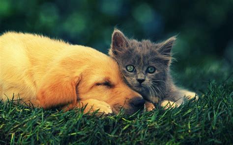 Kitten And Puppy Wallpapers Wallpaper Cave