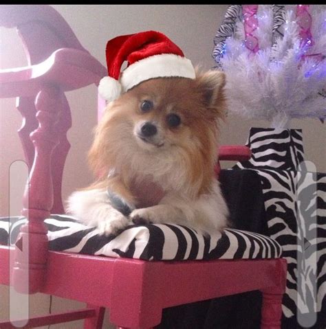 Lola Wishes Everyone A Merry Christmas Pomeranian Puppy Pomeranians