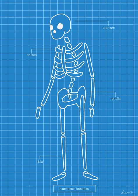 Absolutely Anatomically Correct Blueprint Of Human Skeleton Etsy