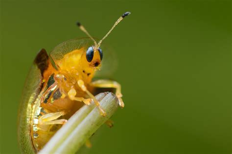 May 08, 2021 · grashopper, carapace / grasshoppers / in a large b. Grashopper, Carapace / Hungry You Could Eat And Digest An ...