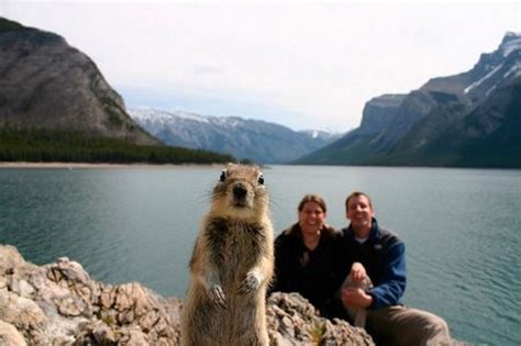 40 Most Hilarious Animal Photobombs Ever 14 Is A Really