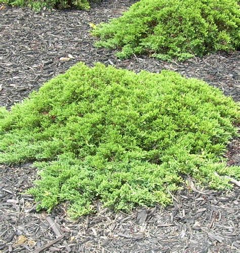 Dwarf Japanese Garden Juniper A Popular Low Growing Evergreen Shrub