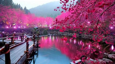 Beautiful Flower Wallpapers For You Japanese Cherry B
