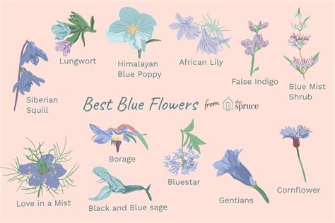 Blue Can Be Elusive In The Garden But These Flowers Offer Varying