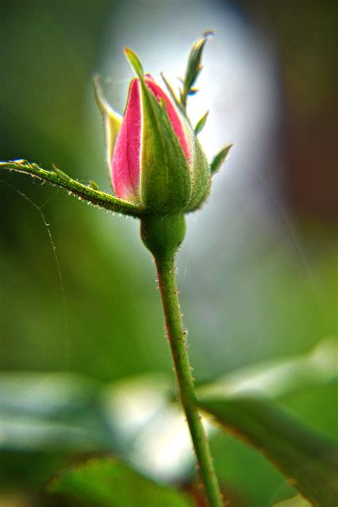 Rose Bud Free Stock Photo Public Domain Pictures