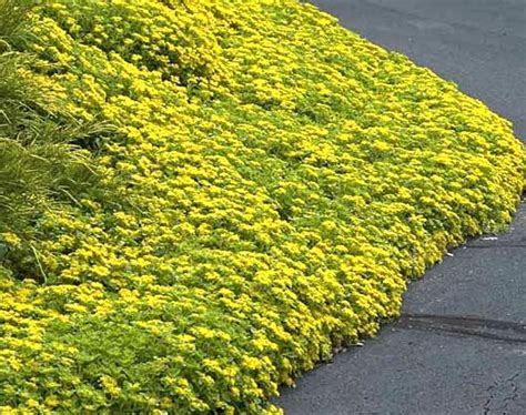 Top 11 Perennial Ground Cover Ideas For Your Yard Or Garden Perennial