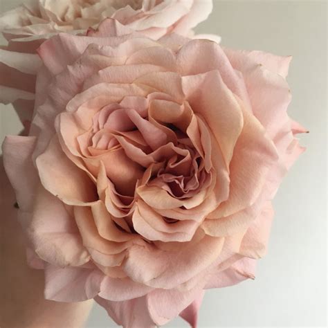 Shimmer Peach Roses Bulk Fresh Diy Wedding Flowers Flower Moxie