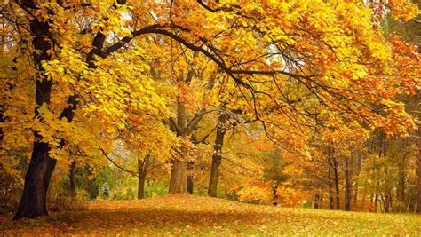 Autumn Leaves 5 Photography Tips Expert Photography Blogs Tip