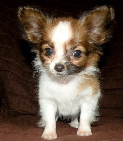 Papillon Puppies For Sale Manilla In 262115 Petzlover