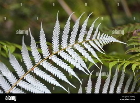 Silver Fern Cyathea Dealbata Matapouri North Island New Zealand