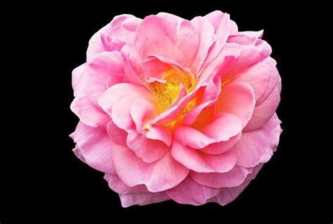 Rose 'aloha' Flower Photograph by Dan Sams/science Photo Library - Fine