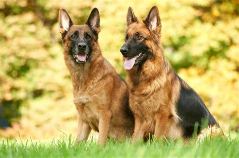 10 Interesting Facts About German Shepherds Lucy Pet
