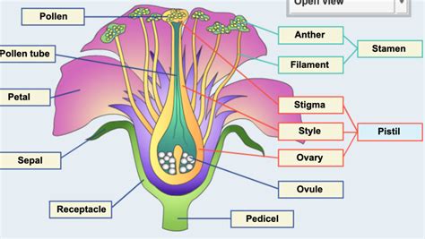 Science Vocab Termsparts Of Plants Diagram Quizlet