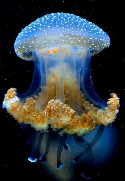 Cool Looking Jelly Ocean Creatures Jellyfish Pictures
