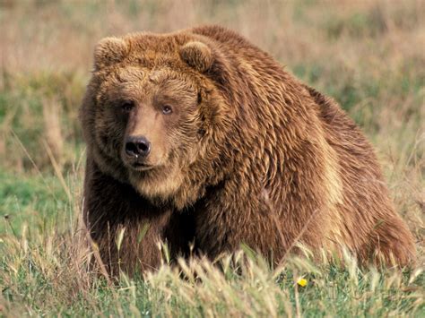 Медведь Кодиак Фото Telegraph