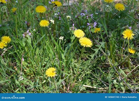 Spring Early Yellow Fragrant Flowers Dandelions And Dandelion Bushes