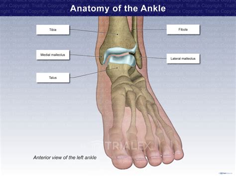 Anatomy Of The Ankle Trial Exhibits Inc