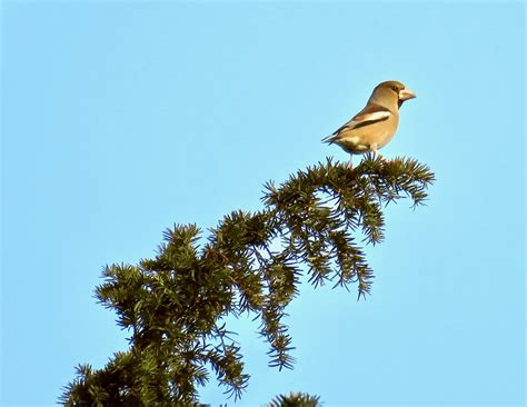 The Day Of The Hawfinch