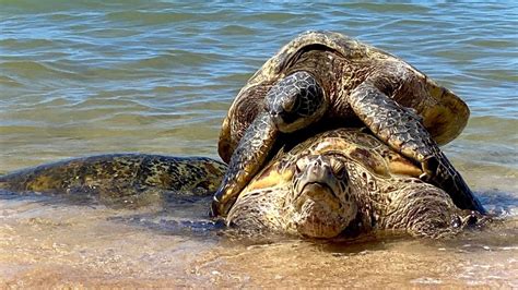 Green Sea Turtles Mating Maui Hawaii Youtube