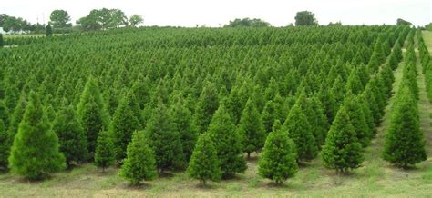25,000 trees planted in 1 day. Which County Produces One-Fourth of the Christmas Trees ...