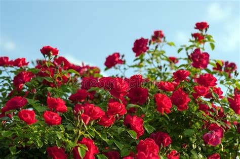 Rosas Rojas Brillantes Con Los Brotes En Un Fondo De Un Arbusto Verde Rosas Rojas Hermosas En El