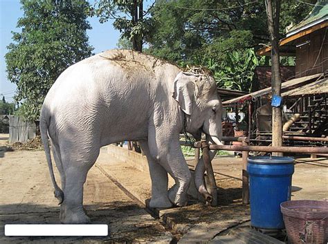Maka dari itu, anda harus membuat sketsa gambar wajah hitam putih berbentuk lonjong dan pada bagian bawahnya mengecil. haiwan terancam yang berwarna putih | permata DUNIA