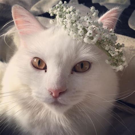 How To Make A Flower Crown For Your Cat