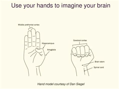 the brain in the palm of your hand dan siegel s hand model — the behavior hub