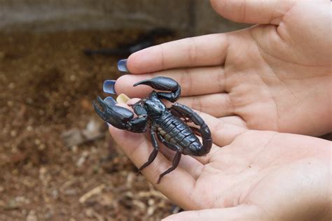 Everything You Need To Know About How To Pet Scorpion（2018） Pest Wiki