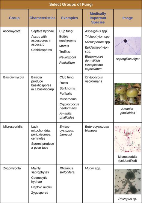 Fungi · Microbiology