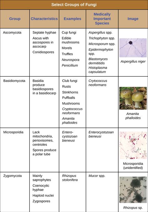 53 Fungi Microbiology 201