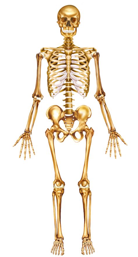 Gallery For Human Skeleton Reference