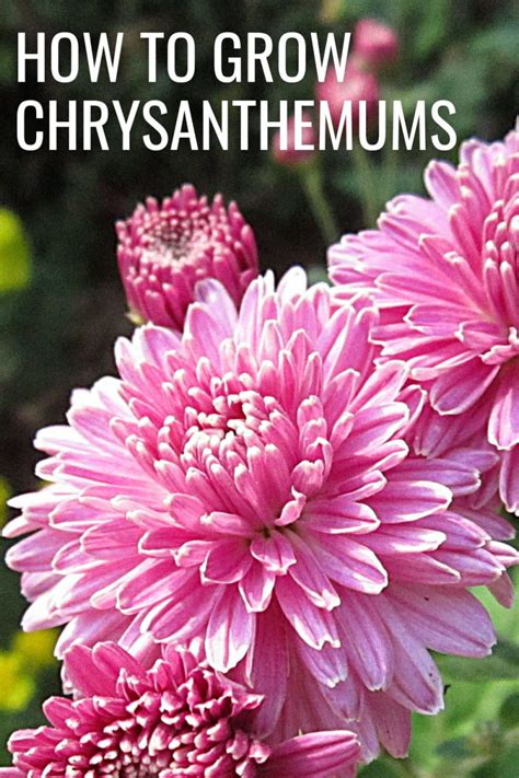 How To Grow Chrysanthemums A Step By Step Guide