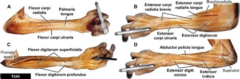 Photographs Of Typical Microcebus Murinus Forearm Anatomy A Wrist