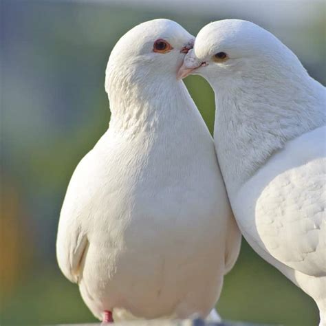 Doves Learn About Nature