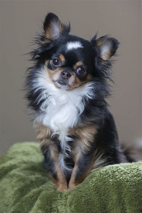 Be aware of the risks of the teacup varieties. Pin by Bety Pérez on Dogs my family-my best friends ...