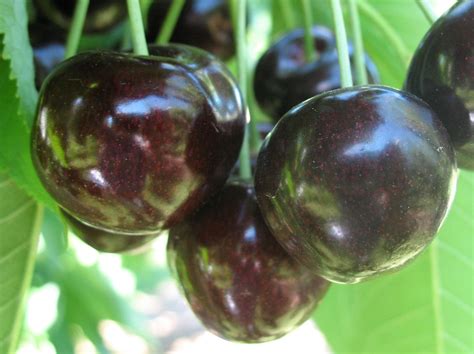 Cherry Varieties Bc Tree Fruit Production Guide