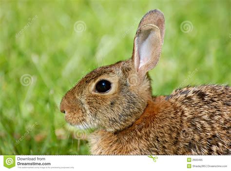 Share the best gifs now >>>. Bunny Face Royalty Free Stock Photo - Image: 2600495
