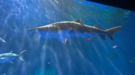 Seaworld Highlighting Sharks During Week Long Tv Event