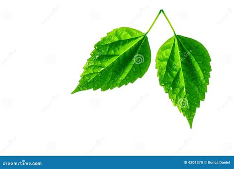 Two Green Leaves Isolated On White Stock Photo Image Of Leaf White