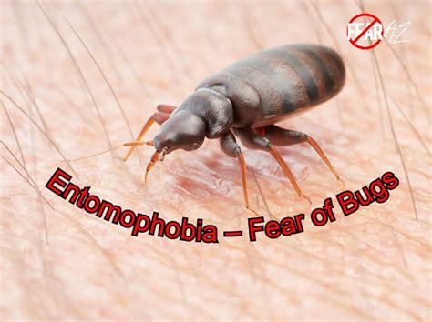 Entomophobia Fear Of Bugs