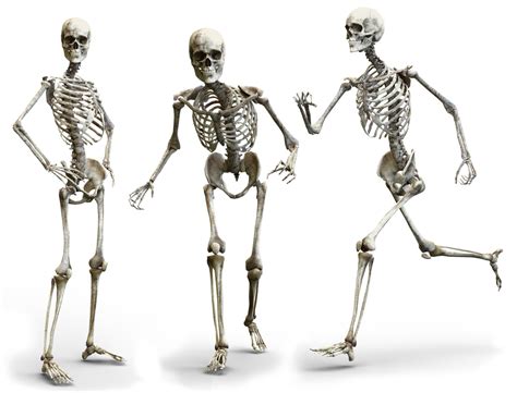 Qué Es Sistema óseo Definición Significado Y Concepto