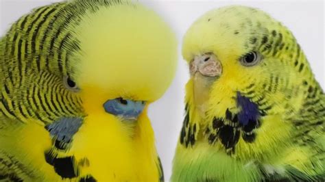 English Budgerigar Everything To Know