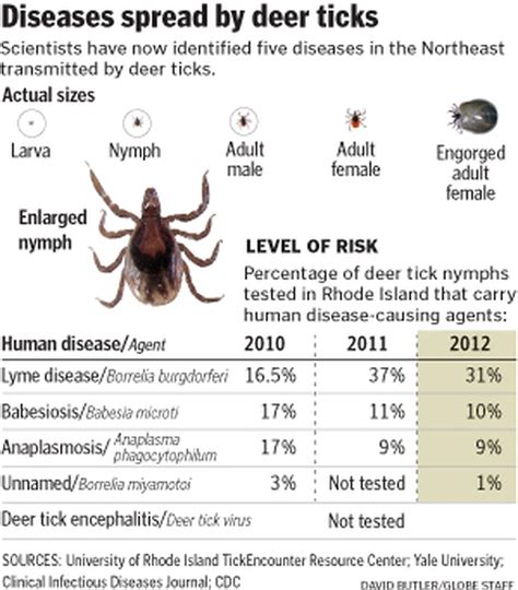 New Illness Tied To Ticks That Carry Lyme Disease The Boston Globe