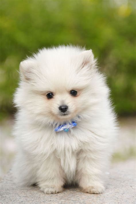 14 Small White Dog Breeds to Add to Your Family ASAP | Razas de perros